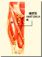 髀關的位置