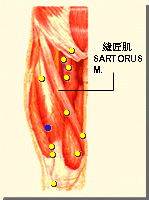 伏兔穴的位置