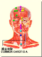 廉泉穴的位置