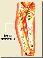 犢鼻的位置