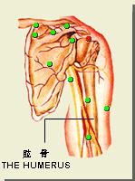 肩髎穴的位置