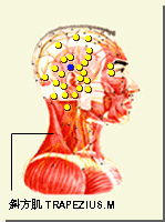 角孫穴的位置