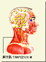 瞳子髎的位置