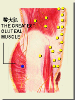 環跳穴的位置