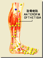 陽陵泉的位置