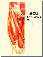 陰廉穴的位置