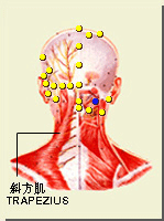 風池穴的位置
