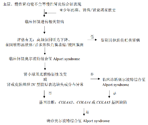 奧爾波特綜合徵診療流程圖