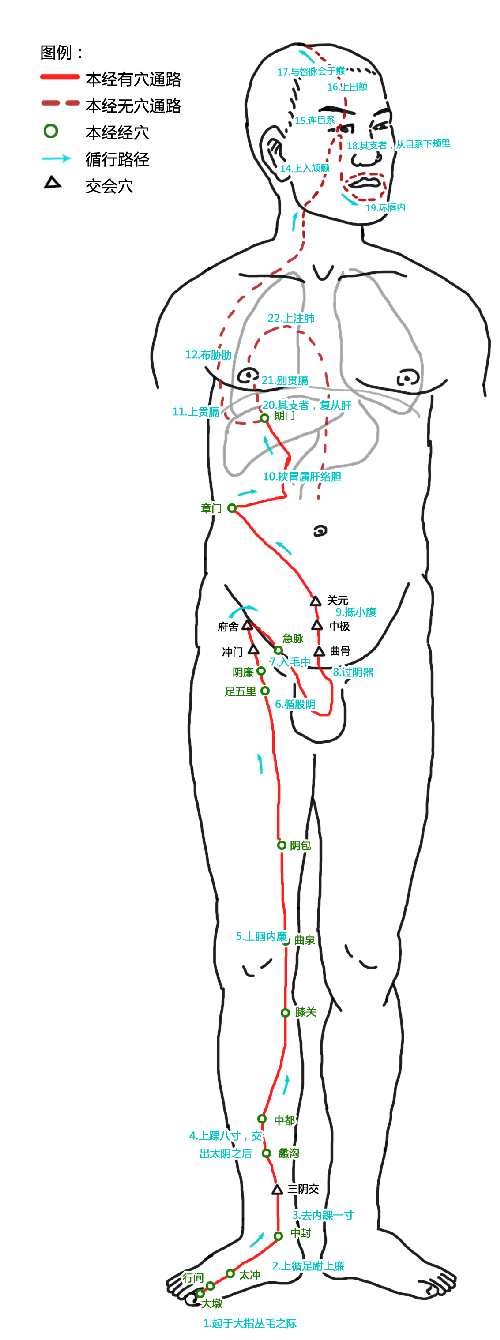 足厥陰肝經.png