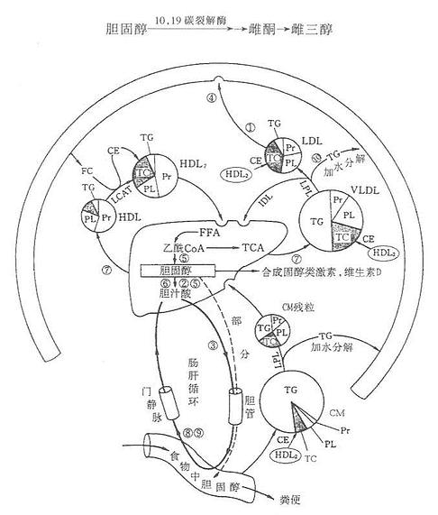 雌性激素的合成
