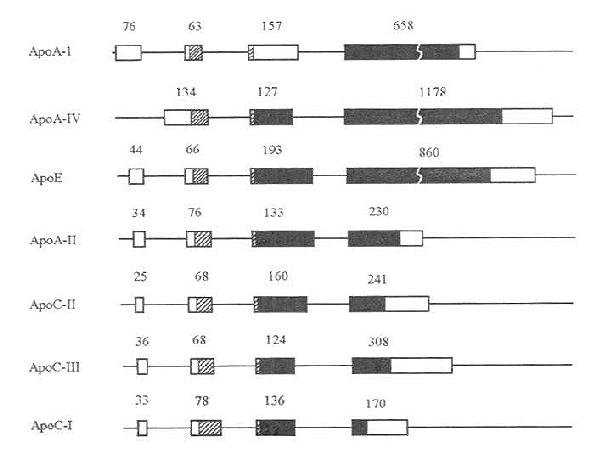 载脂蛋白AⅠ、AⅡ、AⅣ、CⅠ、CⅡ、CⅢ以及E的基因结构示意图