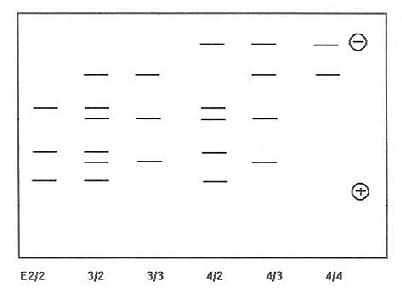 6种ApoE表型免疫印迹图（模式）