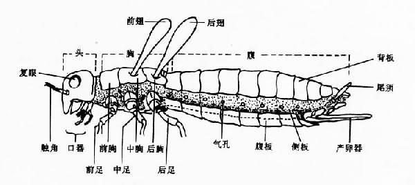 昆虫外部形态模式图(雌)