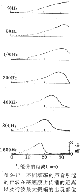 耳蜗管的横断面图