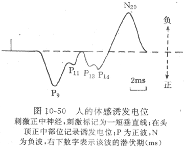 家兔大脑皮层感觉运动区诱发电位