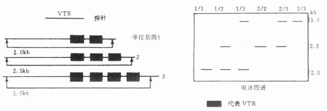 可变串联重复顺序（VTR）示意图