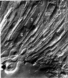 小鼠肾近曲小管微绒毛冷冻蚀刻复型电镜像