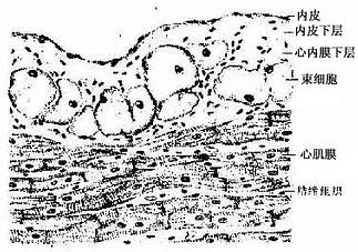 心内膜和心肌膜