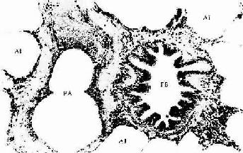 人肺终末细支气管