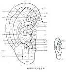 标准耳穴定位示意图