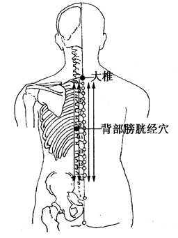 图2-1-1大椎、背部膀胱经穴