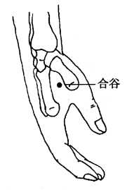 图2-1-3合谷 图2-1-3合谷