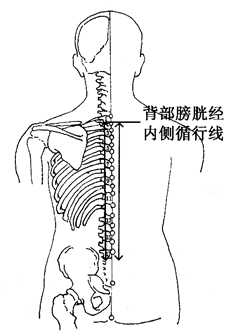 图2-4-2背部膀胱经内侧循行线