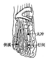 图2-6-3行间、太冲、侠溪 图2-6-3行间、太冲、侠溪