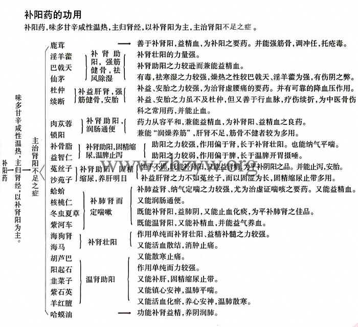 补阳药的功用