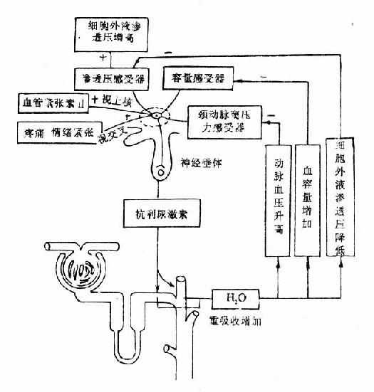 抗利尿激素的调节及其作用示意图