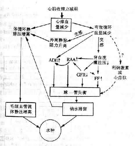 心性水肿发生机制示意图