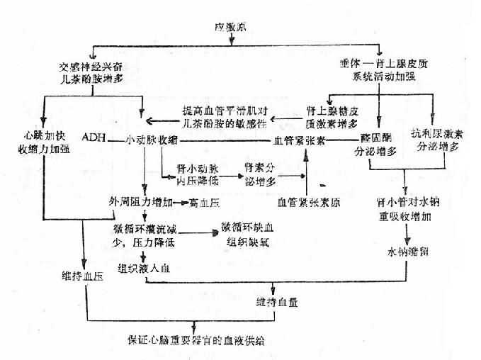 应激反应时循环系统的变化