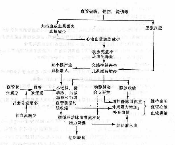 缺血性缺氧期微循环变化机理