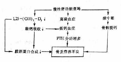 肾性骨质营养不良的发病机制示意图