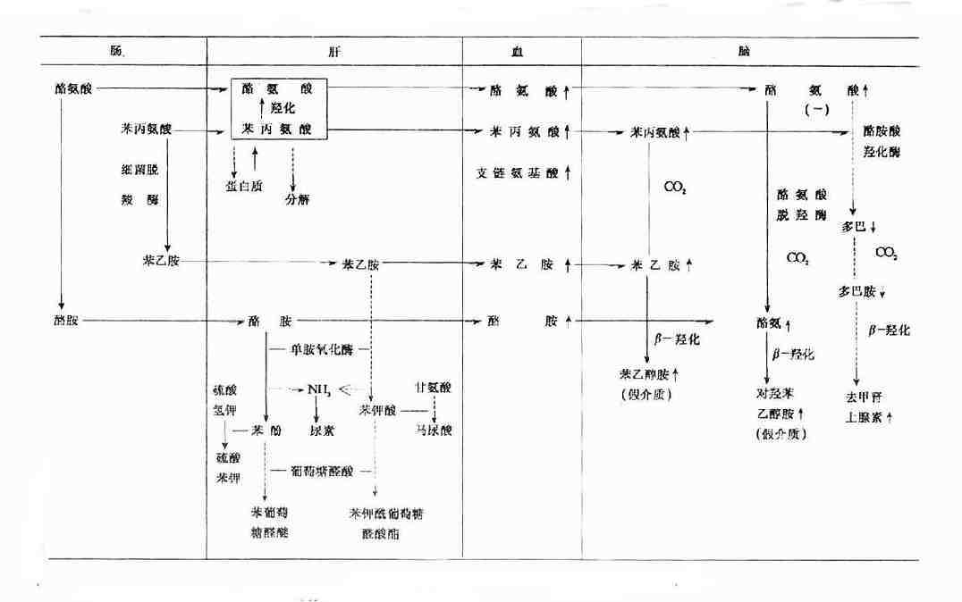 假递质生成过程