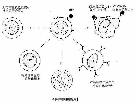 HIV侵犯TH细胞后免疫调节障碍示意图