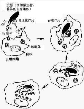 吞噬过程示意图