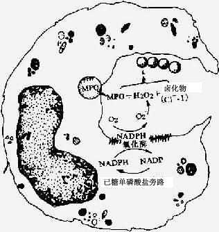 吞噬细胞的氧化代谢活性产物杀菌机制图解