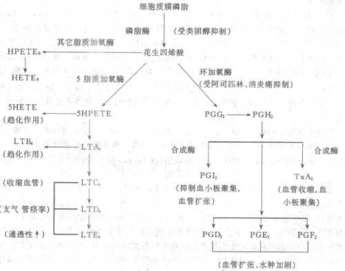 炎症过程中花生四烯酸的代谢