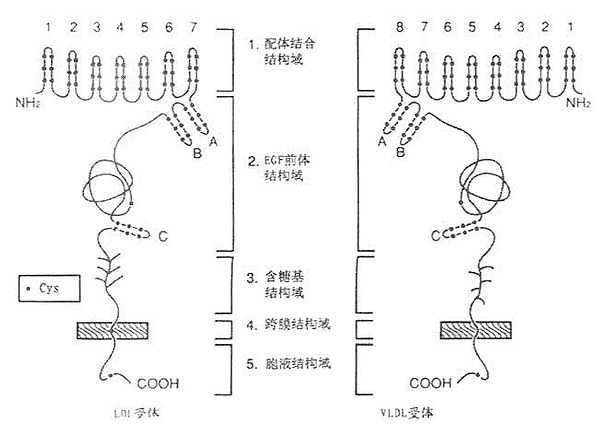 LDL受体与VLDL受体结构