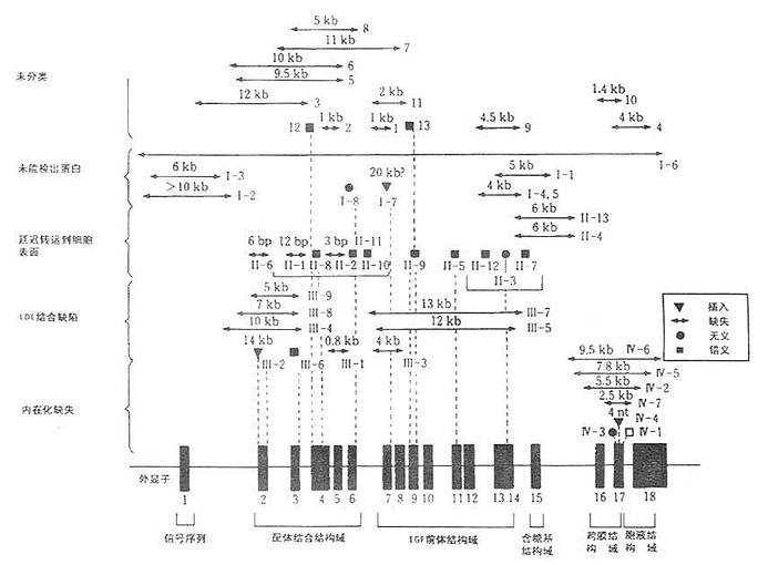 LDL受体基因结构及其家族性高胆固醇血症的基因突变和受体蛋白变异