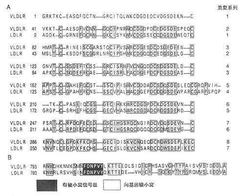 LDL受体与VLDL受体的配体结合结构域及胞液结构域的比较