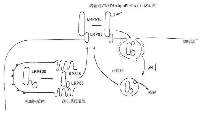 LDL受体蛋白（LRP）的结构与代谢