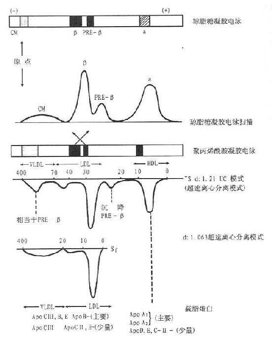 人血清脂蛋白的电泳和超速离心分离相应位置模式及名称比较图
