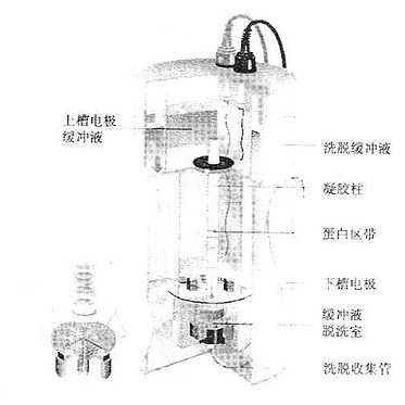聚丙烯酰胺凝胶电泳分离装置