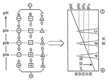 蛋白质的分离模式图