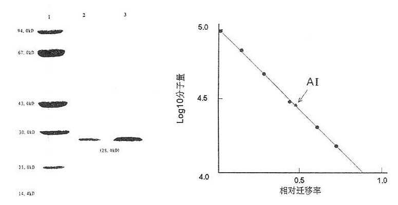 人ApoAⅠ分子量测定图（SDS-PAGE）
