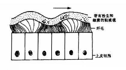 鼻粘膜纤毛上皮及粘液毯的运动形式