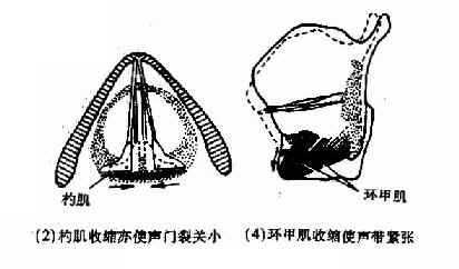 喉肌机能作用示意图