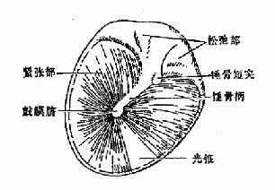 鼓膜